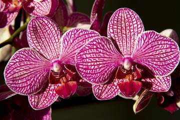Naklejka na ściany i meble Pink Tiger Orchid