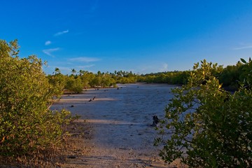 sand bank in a mangrove forest at low tide 