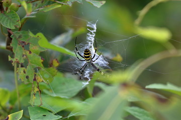 wasp spider