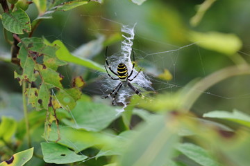 wasp spider
