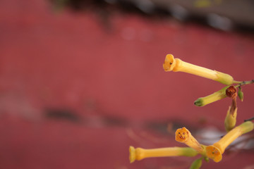 NICOTIANA GLAUCA YELLOW FLOWERS