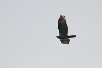 honey buzzard