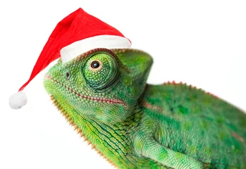 Poster chameleon - Chamaeleo calyptratus on a branch with santa cap isolated on white © Vera Kuttelvaserova