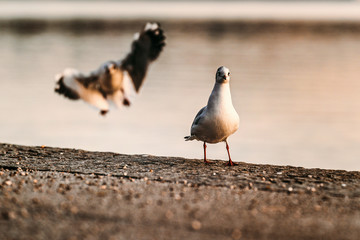 Möwe präsentiert sich im Abendlicht am Starnberger See
