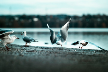 Möwen präsentieren sich am Starnberger See