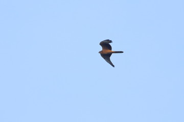 harrier
