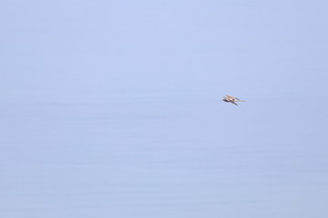 montagu's harrier