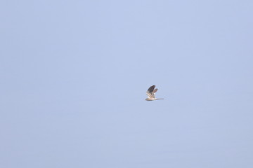 montagu's harrier
