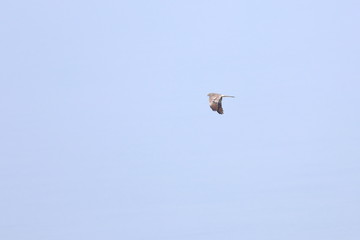montagu's harrier