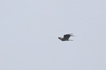 honey buzzard