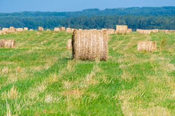 dry hay rolls in a rural field on a summer day, harvesting, preparation of fodder for livestock