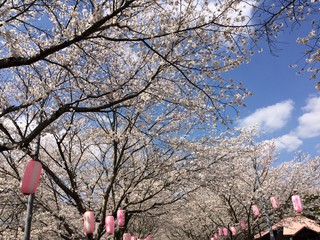 桜　日本