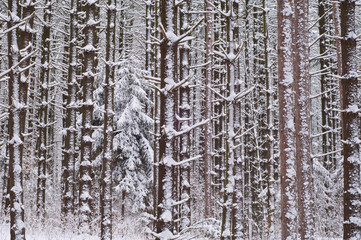 Fototapeta premium Winter, red and white pine forest with fresh dusting of snow, Yankee Springs State Park, Michigan, USA