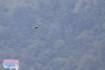 black kite