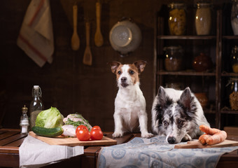 Fototapeta na wymiar two dogs in the kitchen are preparing food. Jack Russell Terrier and Border Collie. pet feeding, natural, raw diet