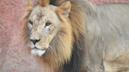Gaze of an Asian lion in forest shadow. Calmness of the King of beasts, biggest cat of the world. The most dangerous and mighty predator of the world. Square image.  closeup photography of wild animal © Motion Photography