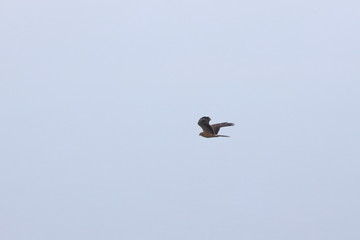 raptor