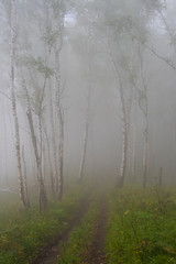 thick misterious fog in forest, mystical dirt road in haze, smoke from fire forest