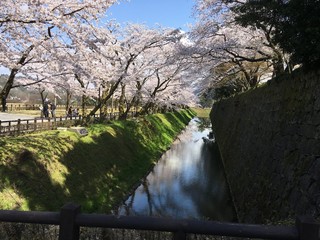 桜並木