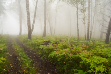 Obraz premium thick misterious fog in forest, mystical dirt road in haze, smoke from fire forest