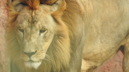 Gaze of an Asian lion in forest shadow. Calmness of the King of beasts, biggest cat of the world. The most dangerous and mighty predator of the world. Square image.  closeup photography of wild animal © Motion Photography
