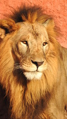 Gaze of an Asian lion in forest shadow. Calmness of the King of beasts, biggest cat of the world. The most dangerous and mighty predator of the world. Square image.  closeup photography of wild animal © Motion Photography