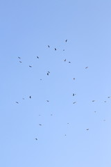 bird migration