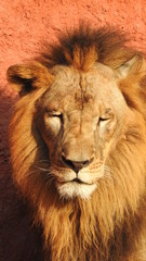 Gaze of an Asian lion in forest shadow. Calmness of the King of beasts, biggest cat of the world. The most dangerous and mighty predator of the world. Square image.  closeup photography of wild animal © Motion Photography