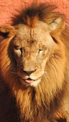 Gaze of an Asian lion in forest shadow. Calmness of the King of beasts, biggest cat of the world. The most dangerous and mighty predator of the world. Square image.  closeup photography of wild animal © Motion Photography