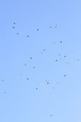 bird migration