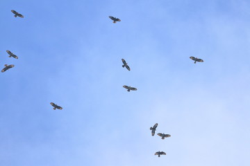 bird migration