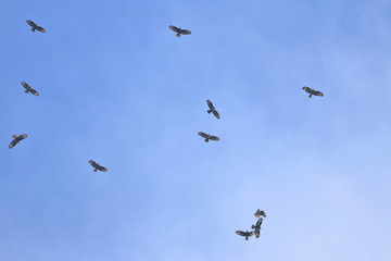 bird migration