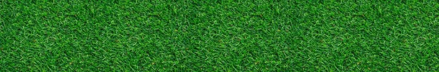 Green grass pattern and texture for background. Close-up image.