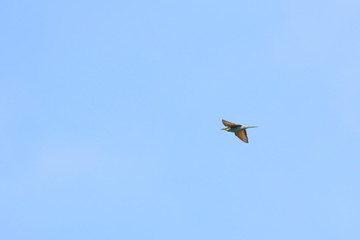 bee eater