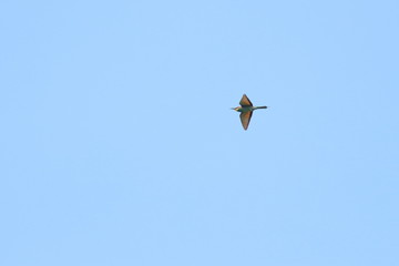 raptor