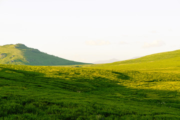 gentle hills, green meadow under sky. Agricultural pasture for cattle
