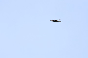 raptor