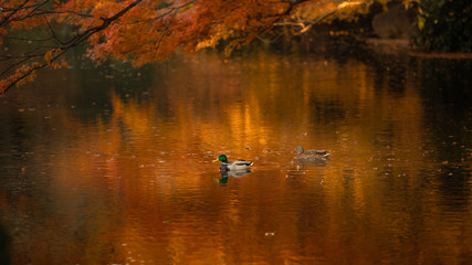 Fototapeta premium 秋色