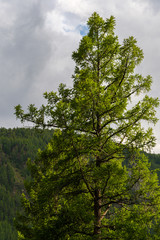 Lonely coniferous tree in mountains, fortitude. Courage, power of nature in achieving goals