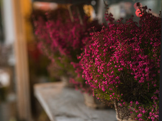 bouquet of flowers