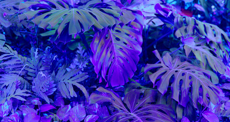 Forest with tropical monstera plants. Nature background.