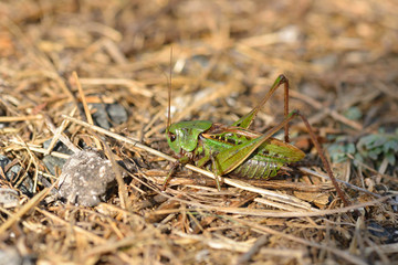 Wanstschrecke (Polysarcus denticauda)	