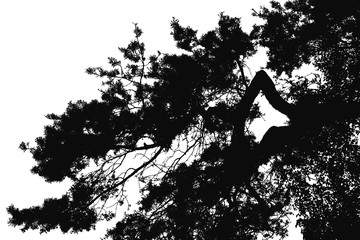 Black and white silhouette of pine branches against white background.