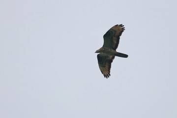 Obraz premium honey buzzard