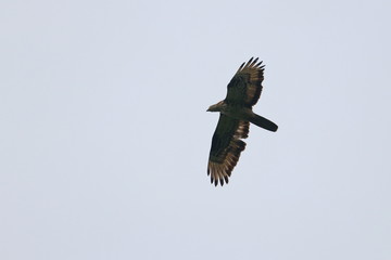 honey buzzard