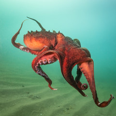 giant octopus dofleini in the water column © Dmitri Portnov
