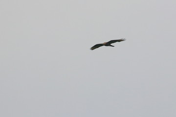honey buzzard