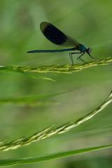 Gebänderte Prachtlibelle (Calopteryx splendens)