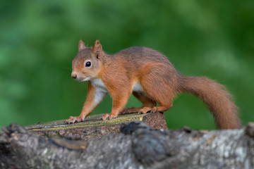 Naklejka na ściany i meble Red Squirrel on Tree