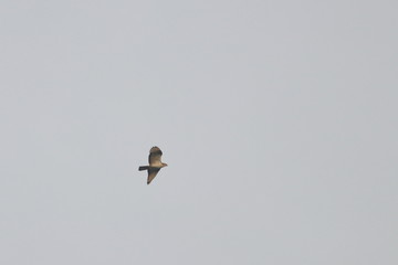 honey buzzard